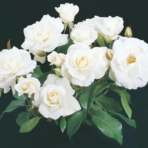 Vista 3 de GARDENS ALIVE! - Iceberg White Flowering Climbing Rose ush Planta de inicio de raíz desnuda inactiva, una planta por oferta - Cultivado en su propio