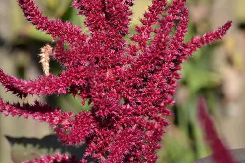 Vista 5 de Amaranto Paniculatus Semillas de mango rojo para plantar más de 400 semillas Plantas exóticas Jardín