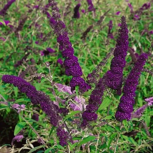Vista 9 de Planta viva de arbusto de mariposa negro-morado, 5-10 pulgadas de alto