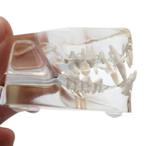 Vista 4 de Modelo de dientes felinos de resina transparente Felidae,Modelo de dientes de gato,Modelo de dentición de gato