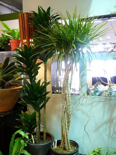 Vista 2 de Wekiva Foliage Dracaena Janet Craig Compacta Cane - Planta viva en maceta de 10 pulgadas - 44 a 54 pulgadas de alto - Dracaena Deremensis Compacta