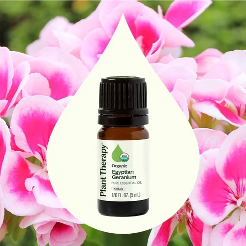 Vista 4 de Plant Therapy Aceite esencial de geranio egipcio orgánico 100% puro, certificado por USDA, orgánico, sin diluir, aromaterapia natural, grado