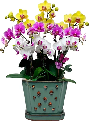 Vista 12 de W&W Ceramic Orchid Pot with Holes and Saucer for Repotting, Blue, 7" Azul