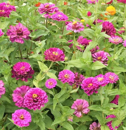 Vista 5 de TomorrowSeeds - Purple Prince Zinnia Semillas - Más de 200 unidades - Para plantar Zinnia Elegans púrpura Corte gigante y Come Again Lavender Violet