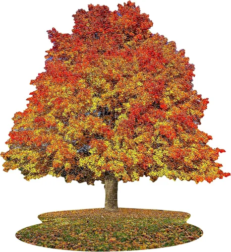Vista 2 de I Am Sugar Maple 1000 Piezas