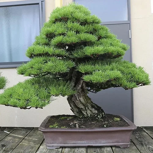 Vista 2 de Más de 180 semillas de árbol bonsái semillas de pino japonés para plantar