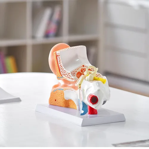 Vista 8 de VEVOR Modelo de anatomía de oído humano, modelo de oreja humana ampliada 5 veces, modelo de oreja anatómica de plástico PVC para educación, anatomía
