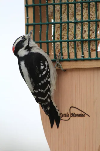 Vista 4 de Kettle Moraine Cedro Single Cake Tail Prop Suet Comedero para pájaros con cable colgante