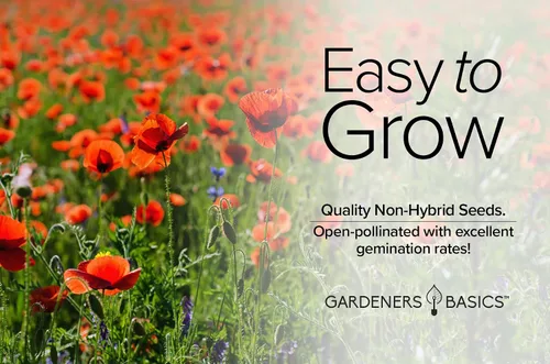 Vista 6 de Gardeners Basics Semillas de amapola para plantar (maíz rojo) - Paquete de semillas de flores rojas reliquia de flores perennes, variedad sin OMG