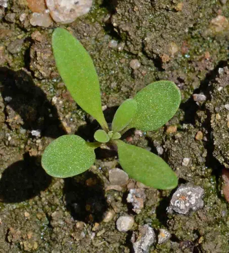 Vista 5 de 1000 semillas dulces de Alyssum Lobularia Maritima rosa enana (cubierta del suelo)