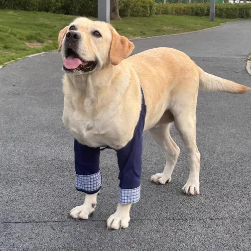 Vista 4 de Coderas de perro de estilo formal, rodilleras delanteras para perros grandes, protección contra heridas y soporte antilamer para piernas o Azul