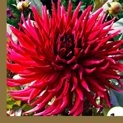 Vista 5 de Needle Cactus Dalia Seed Mix 50 semillas sin OMG para plantar