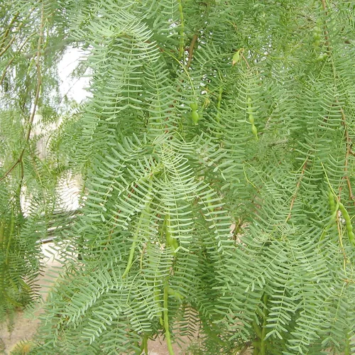 Vista 2 de YEGAOL Garden - 5 semillas de prosopis glandulosa de miel, mezquita glandular, fragante de Algarroba que atrae a las abejas tolerantes al calor