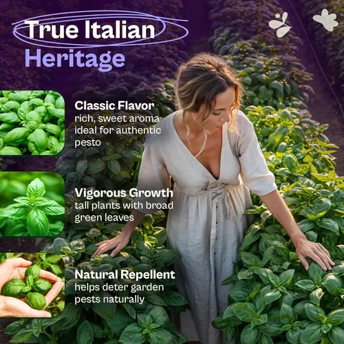Vista 3 de SVI 2000 semillas de albahaca genovesa (Ocimum basilicum) - Paquetes de semillas de albahaca dulce - Semillas aromáticas de hierbas culinarias