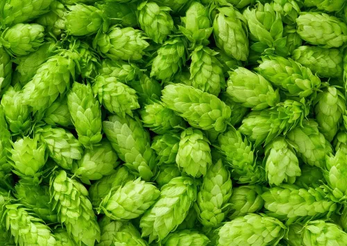 Vista 2 de Semillas de lúpulo común para plantar - 30 semillas - Lúpulo de cerveza, Humulus lupulus -Enviados desde Iowa, EE. UU