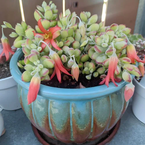 Vista 6 de Cotyledon Pendens - Planta suculenta viva - Maceta de 4 pulgadas Planta de interior rara Suculenta de interior de fácil cuidado