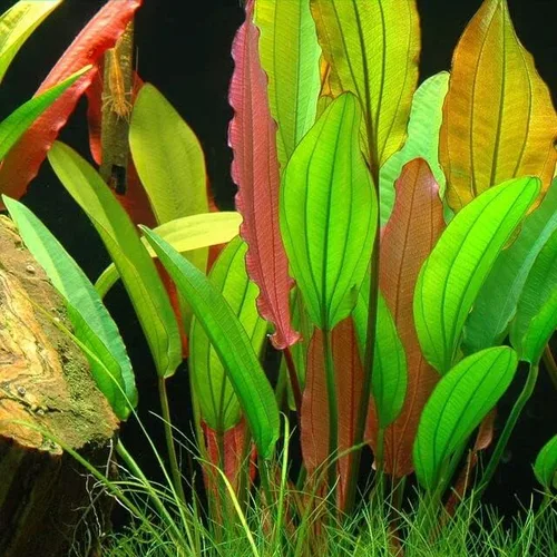 Vista 2 de Plantas de acuario vivas en maceta Plantas acuáticas de agua dulce para acuarios (espada Rubin)