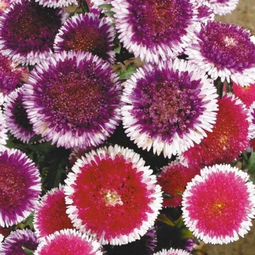 Vista 3 de Semillas Aster Moon Mix Flores Anuales