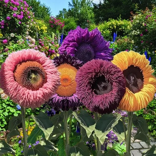 Vista 6 de Más de 100 semillas de girasol raras para plantar, semillas de girasol de oso de peluche gigante, perennes, flores de reliquia sin OMG que atraen a