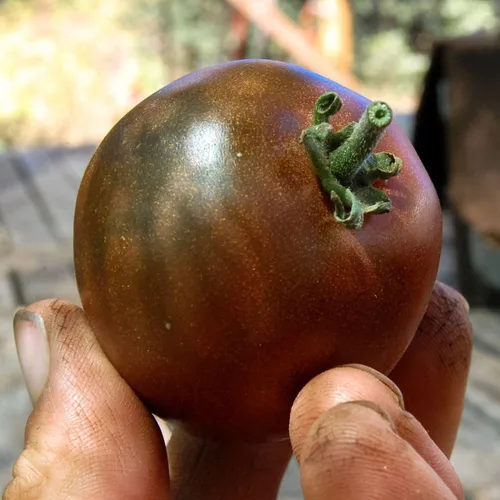Vista 2 de Semillas Black Prince Tomate Determinar Vegetales no OGM para plantar