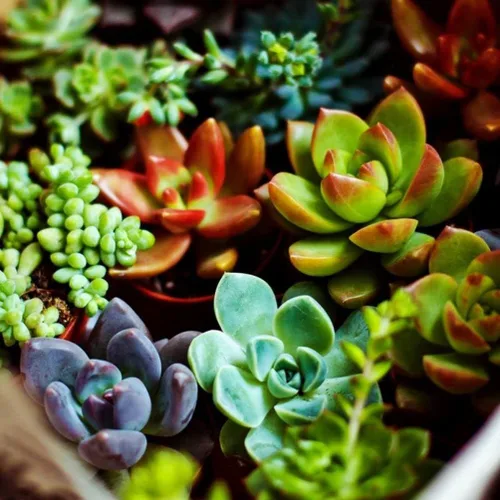 Vista 3 de Suculentas Mezcla De Planta Rara Exótica Cactus Flor Suculentas 200 Semillas