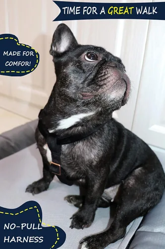 Vista 6 de ARING PET Arnés halter para perro, arnés de terciopelo para perro, arnés halter para perro sin tirones, arnés ajustable resistente para perros