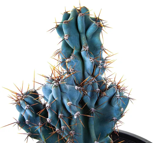Vista 5 de Cactus Outlet - Curiosity - Plantas de cactus vivas, plantas vivas para uso en interiores y exteriores, cactus vivos, 12 a 18 pulgadas, cactus vivos