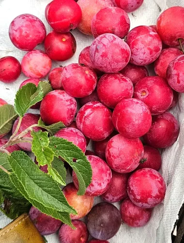Vista 8 de TomorrowSeeds - Semillas de ciruelo americano - Más de 10 unidades - para plantar Prunus Americana Ciruelas silvestres Rojo Dulce Nativo Forrajeo