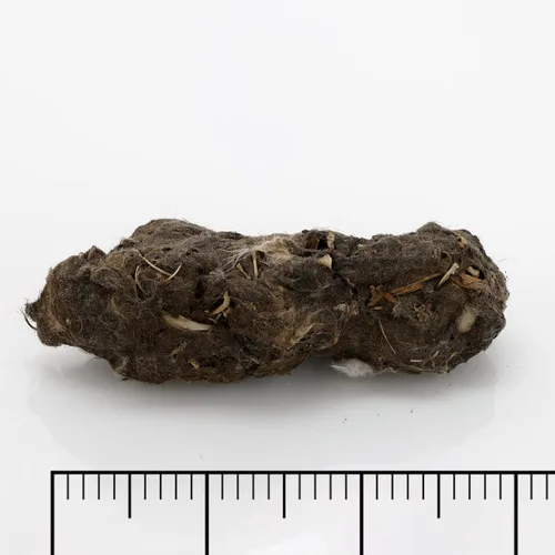 Vista 3 de Pellets de búho granero, paquete de 5 pellets extra grandes y guía de clasificación de huesos, envueltos individualmente en papel de aluminio