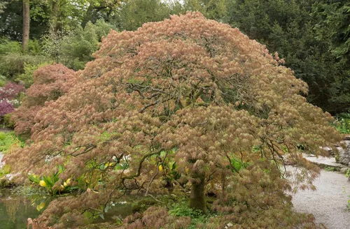 Vista 2 de 10 Weeping LACELEAF Maple Japanese Acer Palmatum Dissectum Green Yellow Red Tree Seeds