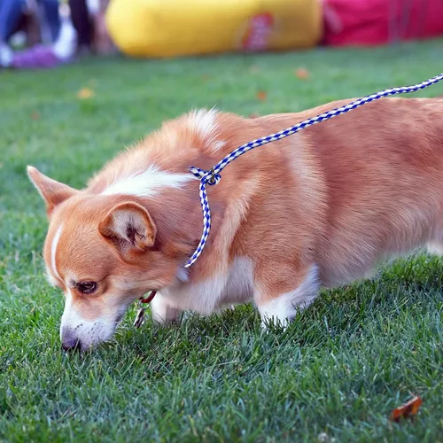 Vista 7 de Downtown Pet Supply Correa trenzada de polietileno para perro, paquete de 6, 5 pies de largo, correa universal para perro con anillo tórico