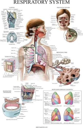 Vista 6 de Juego de 16 carteles anatómicos - Laminado - sistema muscular, sistema esquelético, sistema digestivo, sistema respiratorio, sistema circulatorio