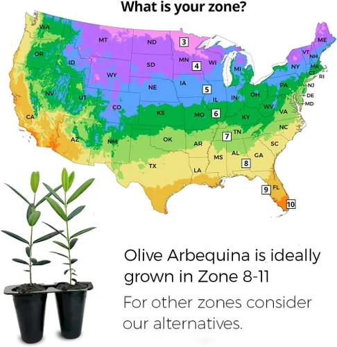 Vista 2 de Olivo Arbequina (paquete de 4) Real Olea Europaea Plantas fáciles de cultivar Gran regalo para celebraciones Cultiva tu propia comida en tu