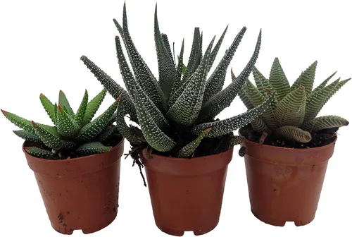 Vista 3 de Super Sale - Colección Haworthia 3 Plantas - Maceta de 2