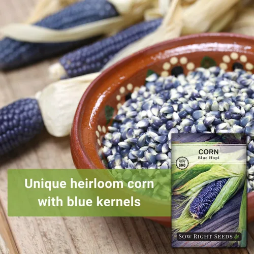 Vista 3 de Sow Right Seeds - Semilla de Maíz Azul Hopi para plantar - Paquete de reliquia sin OMG con instrucciones para plantar y cultivar un jardín