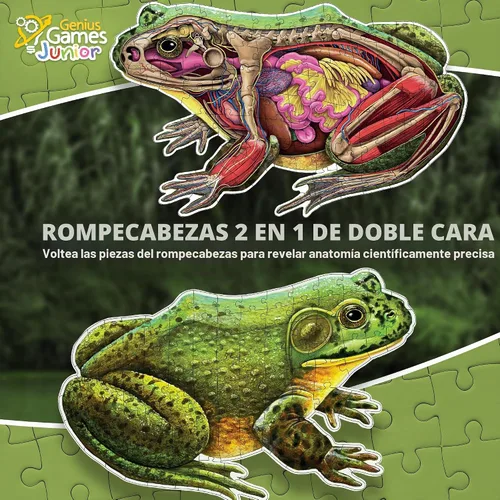 Vista 3 de Bullfrog - Rompecabezas de piso de anatomía animal Rompecabezas de 100 piezas de doble cara Ilustración científicamente precisa de rana de gran