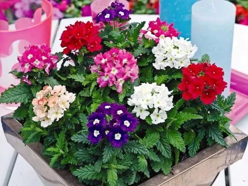 Vista 5 de Semillas Flores Verbena Hybrid Mix - 125 Semillas
