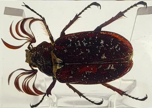 Vista 36 de 44mm Hormiga gigante tropical real en resina de lucita transparente cristalina, espécimen preservado Pseudoneoponera Rufipes, taxidermia