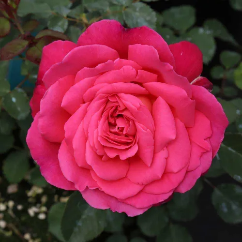 Vista 2 de Heirloom Roses Rose Plant - Star of The Nile™ Pink Rose Bush, planta viva arbusto para plantar al aire libre