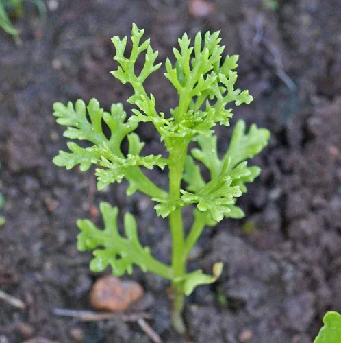 Vista 3 de Semillas de Margarita Pintadas - Chrysanthemum Carinatum, 5000 Seeds por Seeds2Go