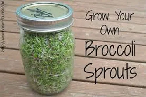 Vista 3 de Semillas de brócoli para brotar brotes Microgreens