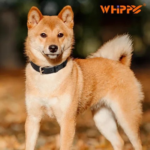 Vista 2 de WHIPPY Collar de cuero para perro pequeño, mediano y grande, ajustable, suave, transpirable, acolchado, de cuero con hebilla de aleación, resistente