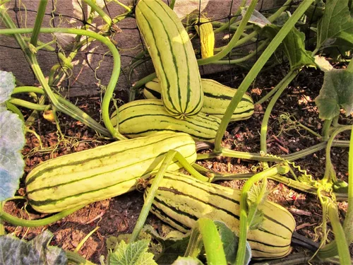 Vista 2 de TomorrowSeeds - Semillas de calabaza Delicata - Más de 30 unidades - para plantar en 2026 en Estados Unidos, verduras, maní, bohemio, invierno