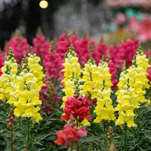 Vista 9 de Eden Brothers Snapdragon Seeds - Manzana