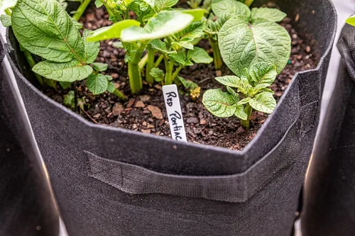 Vista 7 de Gardzen Paquete de 6 bolsas de cultivo de verduras sin BPA de 10 galones con solapa de acceso y asas, adecuadas para plantar papas, taro