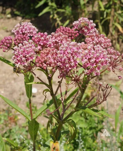 Vista 3 de Planta de algodoncillo de pantano Planta de algodoncillo rosa vivo Asclepias Incarnata Starter Plant Butterfly