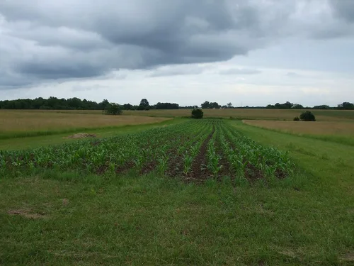 Vista 4 de 1 libra de libra Reid's Yellow Dent Field Corn Open Polinated Non GMO Reids USA