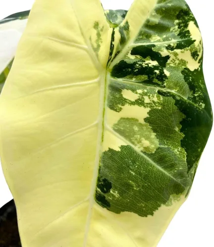 Vista 8 de BubbleBlooms Alocasia Frydek abigarrado 4 pulgadas