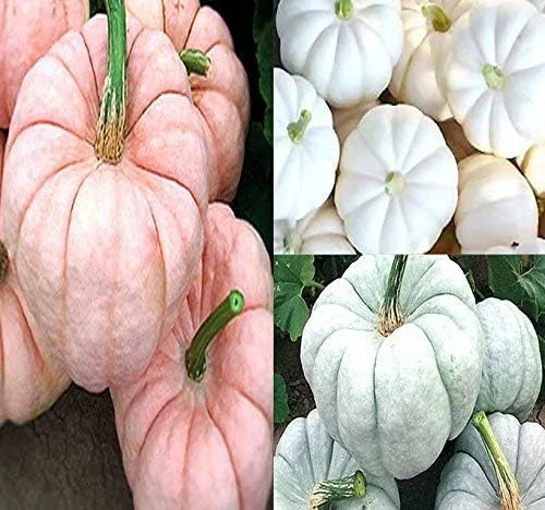 Vista 10 de Paquete grande (más de 98 semillas) variedades de calabaza miniatura (Bumpkin, Casperita, Hooligan) perfectas para decoración de exteriores e