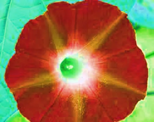 Vista 4 de Scarlet O 'Hara Morning Glory 100 + semillas orgánico, Beautiful temporada de largo Florece